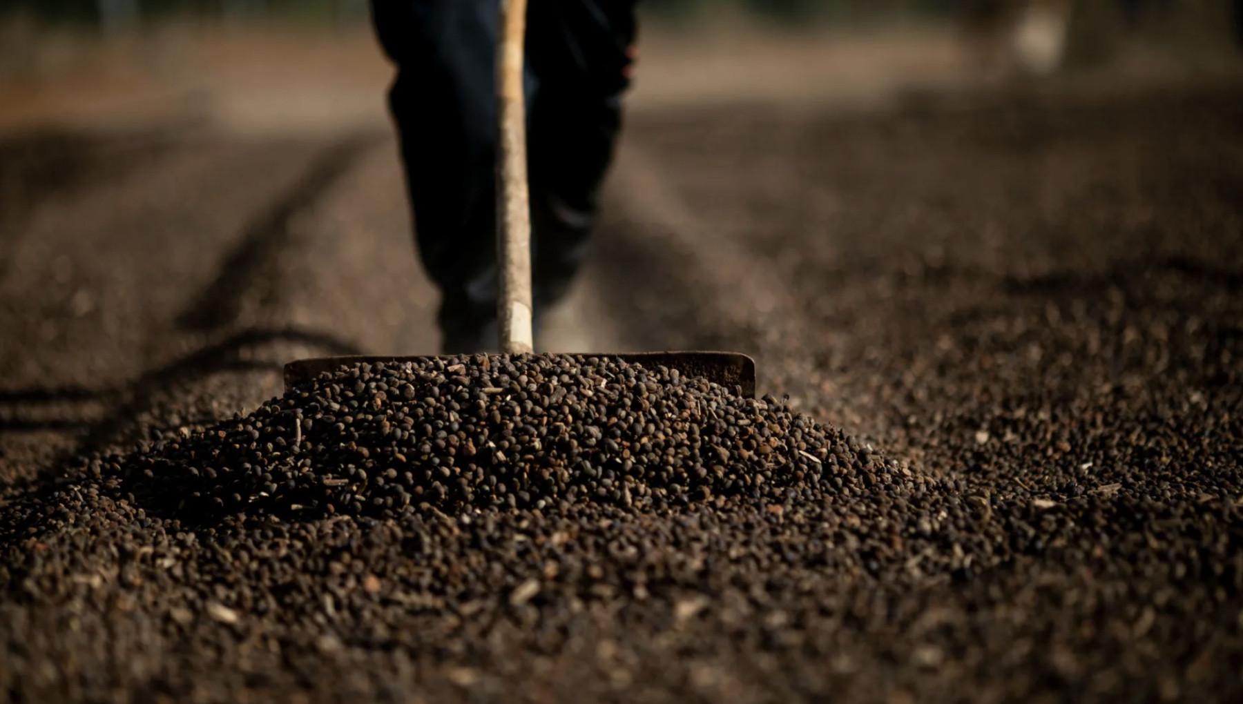 Europa impõe nova regra para soja, café e gado do Brasil a partir de dezembro