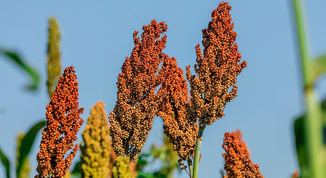 Cofco realiza primeiro embarque de sorgo brasileiro para a China via Santos
