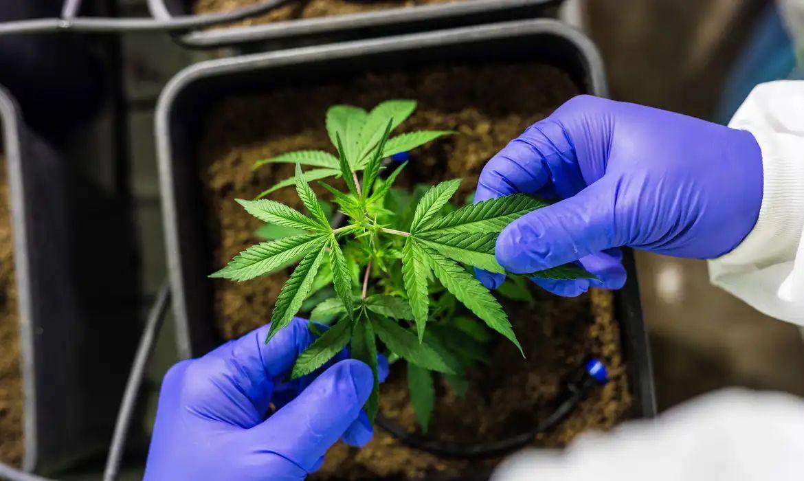 Padronização genética impulsiona mercado de cannabis